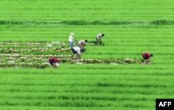 这张拍摄于2023年6月27日的航拍照片显示,农民在中国江苏省海安市的稻田里劳作。(法新社)