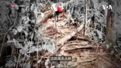 美国之音特别报道【润者无疆】|第二章:偷渡美利坚 美国之音特别报道【润者无疆】|第二章:偷渡美利坚