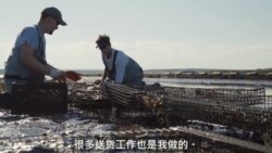 兄弟经营海洋农场 牡蛎生涯天地宽 兄弟经营海洋农场 牡蛎生涯天地宽