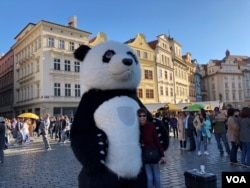 资料照片:装扮成大熊猫模样的人在捷克首都布拉格老城广场与游客合影。(2018年9月30日)