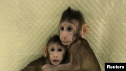 在中国科学院上海神经科学研究所出生的体细胞克隆猴“中中”与“华华”(2018年1月10日)