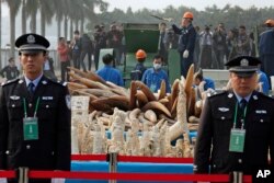 广东东莞销毁海关没收的走私象牙,海关人员守卫(2014年1月6日)