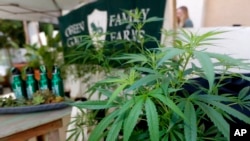 加州长滩举行的“大麻州”业界会议上展出的一家名为“绿色山羊”农场种植的大麻。(2017年9月28日)
