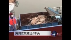 黄浦江死猪近6千头 黄浦江死猪近6千头