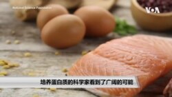 培养蛋白质的科学家看到了广阔的可能 培养蛋白质的科学家看到了广阔的可能