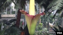 华盛顿美国国家植物园中的巨花魔芋(大臭花)7月22日开花。(美国之音 杨帆拍摄)