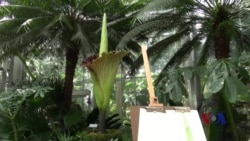 臭美:华盛顿植物园展出独特巨花 臭美:华盛顿植物园展出独特巨花
