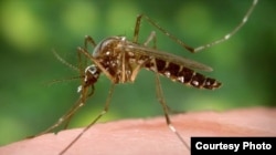 蚊子可能携带寨卡病毒(CDC image)