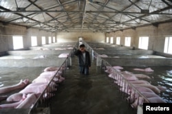 一个农民的养猪场被洪水淹没,他眼看着饲养的6000头猪被淹没不禁哭起来(2016年7月4日)