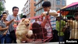 在中国广西玉林狗肉节前,动物保护活动人士从狗贩子手中买下将要被屠宰的狗(2014年6月20日)