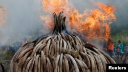肯尼亚在内罗毕国家公园里焚烧从走私贩子与偷猎者手中缴获的105吨象牙和犀牛角(2016年4月30日)