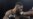 Boxe/Bibotu: Tony Yoka abeti Lamah Griggs makalekale na 2e round