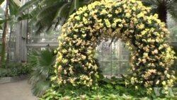 华盛顿美国植物园正在展示兰花 华盛顿美国植物园正在展示兰花