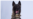 军犬在击杀巴格达迪之战中受轻伤 特朗普总统推文嘉奖