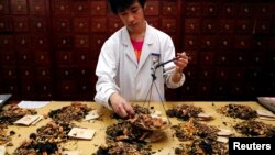 在首都医科大学附属北京中医医院,一名工作人员在准备中草药。(2011年5月25日)