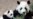 美国最后一组大熊猫预计将在今秋离开亚特兰大返回中国